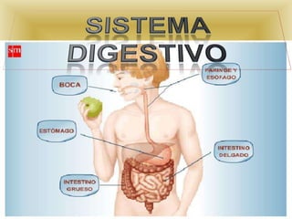 Sistema digestivo 