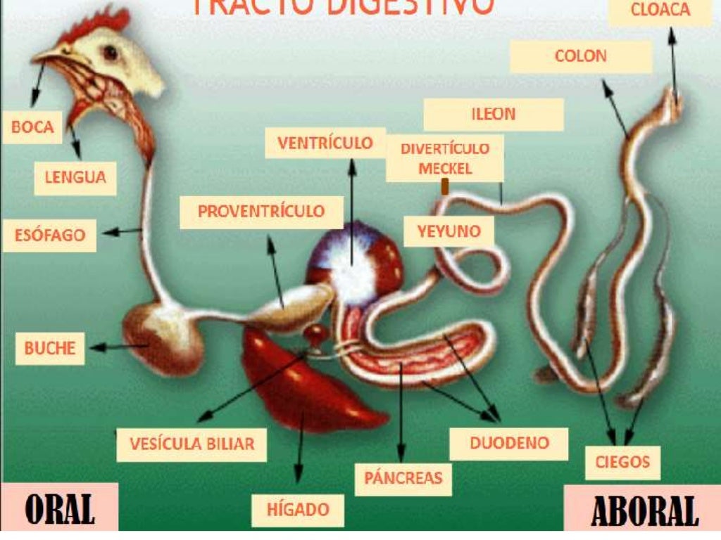 Sistema digestivo de las aves