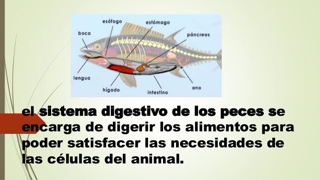 Sistema digestivo de los peces.