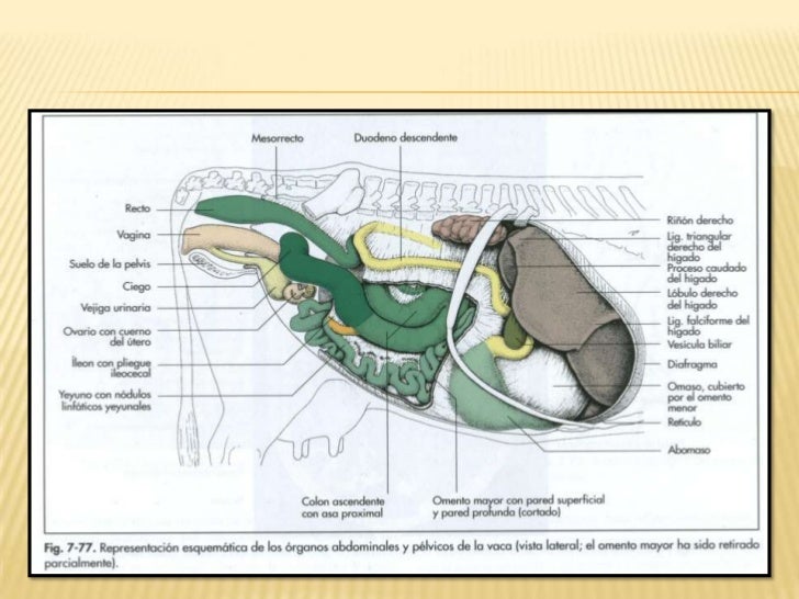 1 El Aparato Digestivo De Los Rumiantes - camsmariah.blog
