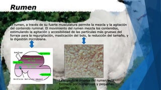 Sistema digestivo de los rumiantes. | PPTX