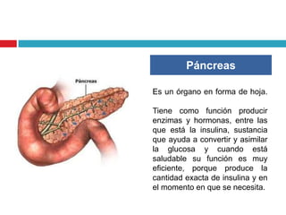 Páncreas

Es un órgano en forma de hoja.

Tiene como función producir
enzimas y hormonas, entre las
que está la insulina, sustancia
que ayuda a convertir y asimilar
la glucosa y cuando está
saludable su función es muy
eficiente, porque produce la
cantidad exacta de insulina y en
el momento en que se necesita.
 