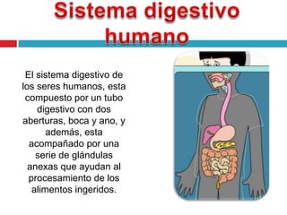 El sistema digestivo de
los seres humanos, esta
 compuesto por un tubo
    digestivo con dos
aberturas, boca y ano, y
       además, esta
  acompañado por una
    serie de glándulas
  anexas que ayudan al
  procesamiento de los
   alimentos ingeridos.
 