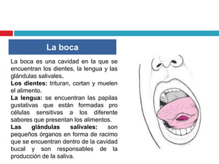 La boca
La boca es una cavidad en la que se
encuentran los dientes, la lengua y las
glándulas salivales.
Los dientes: trituran, cortan y muelen
el alimento.
La lengua: se encuentran las papilas
gustativas que están formadas pro
células sensitivas a los diferente
sabores que presentan los alimentos.
Las     glándulas     salivales:   son
pequeños órganos en forma de racimo
que se encuentran dentro de la cavidad
bucal y son responsables de la
producción de la saliva.
 