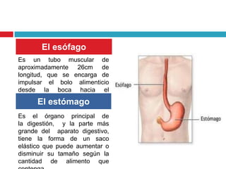 El esófago
Es un tubo muscular de
aproximadamente 26cm de
longitud, que se encarga de
impulsar el bolo alimenticio
desde la boca hacia el
estomago.
      El estómago
Es el órgano principal de
la digestión, y la parte más
grande del aparato digestivo,
tiene la forma de un saco
elástico que puede aumentar o
disminuir su tamaño según la
cantidad de alimento que
 