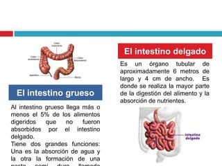 El intestino delgado
                                   Es un órgano tubular de
                                   aproximadamente 6 metros de
                                   largo y 4 cm de ancho. Es
                                   donde se realiza la mayor parte
  El intestino grueso              de la digestión del alimento y la
                                   absorción de nutrientes.
Al intestino grueso llega más o
menos el 5% de los alimentos
digeridos    que    no    fueron
absorbidos por el intestino
delgado.
Tiene dos grandes funciones:
Una es la absorción de agua y
la otra la formación de una
 