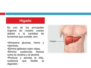Hígado
Es uno de los principales
órganos de nuestro cuerpo
debido a la cantidad de
funciones que cumple, son:

•Almacena glucosa, hierro y
vitaminas.
•Elimina glóbulos rojos viejos.
•Elimina sustancias tóxicas
como la nicotina y el alcohol.
•Produce y secreta la bilis,
sustancia    que      facilita  la
digestión.
 