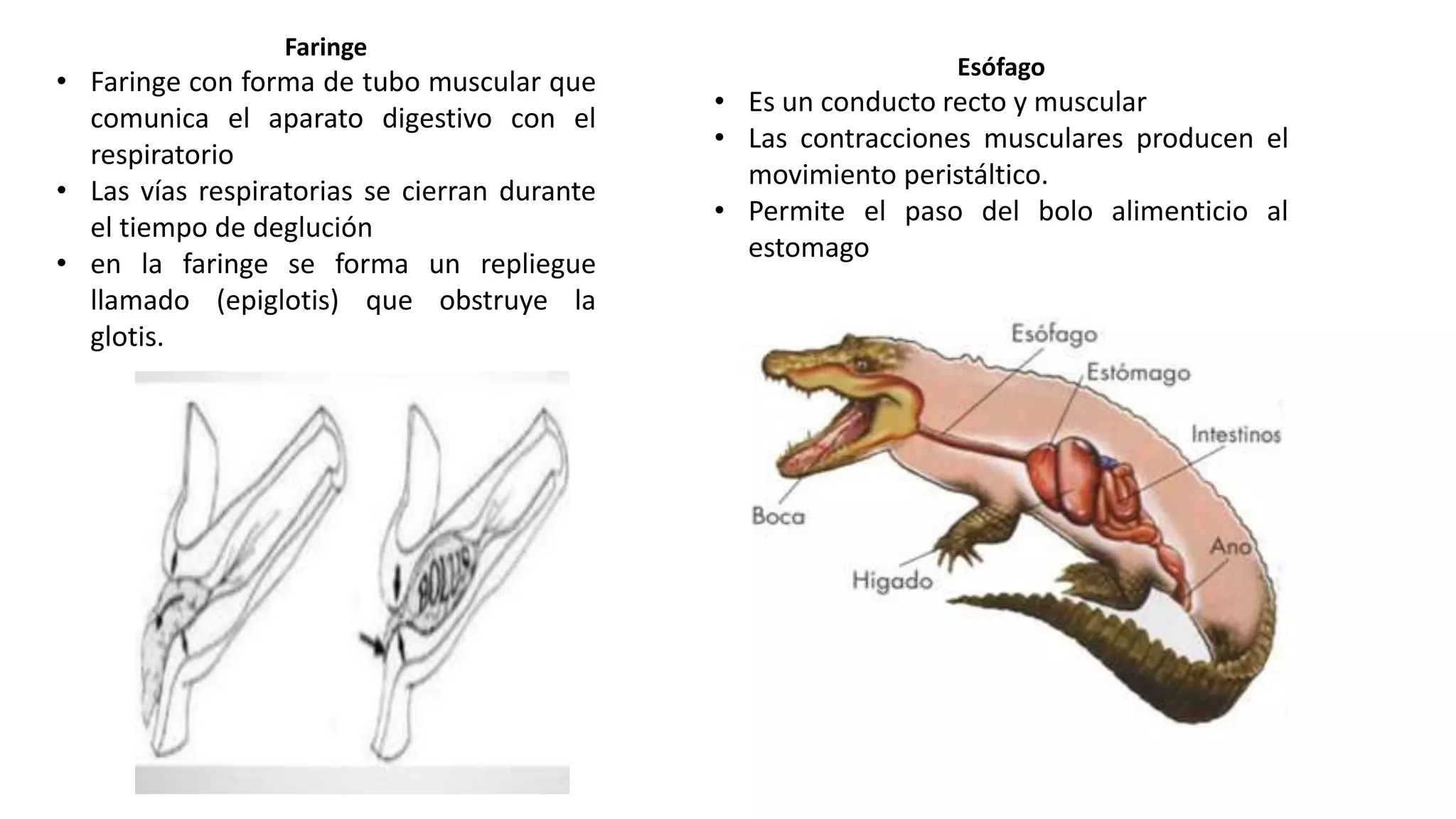 Sistema digestivo de reptiles | PPTX
