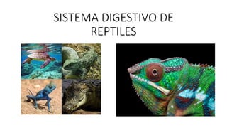 SISTEMA DIGESTIVO DE
REPTILES
 