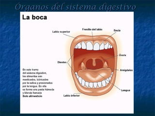 Órganos del sistema digestivoÓrganos del sistema digestivo
 