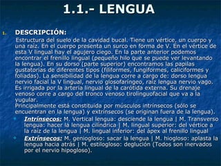 1.1.- LENGUA1.1.- LENGUA
1.1. DESCRIPCIÓN:DESCRIPCIÓN:
EEstructura del suelo de la cavidad bucal. Tiene un vértice, un cuerpo ystructura del suelo de la cavidad bucal. Tiene un vértice, un cuerpo y
una raíz. En el cuerpo presenta un surco en forma de V. En el vértice deuna raíz. En el cuerpo presenta un surco en forma de V. En el vértice de
esta V lingual hay el agujero ciego. En la parte anterior podemosesta V lingual hay el agujero ciego. En la parte anterior podemos
encontrar el frenillo lingual (pequeño hilo que se puede ver levantandoencontrar el frenillo lingual (pequeño hilo que se puede ver levantando
la lengua). En su dorso (parte superior) encontramos las papilasla lengua). En su dorso (parte superior) encontramos las papilas
gustatorias de diferentes tipos (filiformes, fungiformes, caliciformes ygustatorias de diferentes tipos (filiformes, fungiformes, caliciformes y
foliadas). La sensibilidad de la lengua corre a cargo de: dorso lenguafoliadas). La sensibilidad de la lengua corre a cargo de: dorso lengua
nervio facial la V lingual, nervio glosofaríngeo, raíz lengua nervio vago.nervio facial la V lingual, nervio glosofaríngeo, raíz lengua nervio vago.
Es irrigada por la arteria lingual de la carótida externa. Su drenajeEs irrigada por la arteria lingual de la carótida externa. Su drenaje
venoso corre a cargo del tronco venoso tirolinguofacial que va a lavenoso corre a cargo del tronco venoso tirolinguofacial que va a la
yugular.yugular.
Principalmente está constituida por músculos intrínsecos (sólo sePrincipalmente está constituida por músculos intrínsecos (sólo se
encuentran en la lengua) y extrínsecos (se originan fuera de la lengua).encuentran en la lengua) y extrínsecos (se originan fuera de la lengua).
 Intrínsecos:Intrínsecos: M. Vertical lengua: desciende la lengua | M. TransversoM. Vertical lengua: desciende la lengua | M. Transverso
lengua: hacer la lengua cilíndrica | M. lingual superior: del vértice alengua: hacer la lengua cilíndrica | M. lingual superior: del vértice a
la raíz de la lengua | M. lingual inferior: del ápex al frenillo lingualla raíz de la lengua | M. lingual inferior: del ápex al frenillo lingual
 Extrínsecos:Extrínsecos: M. geniogloso: sacar la lengua | M. hiogloso: aplasta laM. geniogloso: sacar la lengua | M. hiogloso: aplasta la
lengua hacia atrás | M. estilogloso: deglución (Todos son inervadoslengua hacia atrás | M. estilogloso: deglución (Todos son inervados
por el nervio hipogloso).por el nervio hipogloso).
 