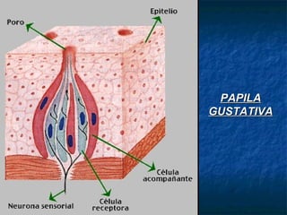PAPILAPAPILA
GUSTATIVAGUSTATIVA
 