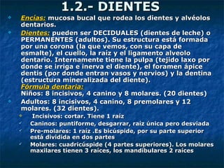1.2.- DIENTES1.2.- DIENTES
 Encías:Encías: mucosa bucal que rodea los dientes y alvéolosmucosa bucal que rodea los dientes y alvéolos
dentarios.dentarios.
 Dientes:Dientes: pueden ser DECIDUALES (dientes de leche) opueden ser DECIDUALES (dientes de leche) o
PERMANENTES (adultos). Su estructura está formadaPERMANENTES (adultos). Su estructura está formada
por una corona (la que vemos, con su capa depor una corona (la que vemos, con su capa de
esmalte), el cuello, la raíz y el ligamento alveoloesmalte), el cuello, la raíz y el ligamento alveolo
dentario. Internamente tiene la pulpa (tejido laxo pordentario. Internamente tiene la pulpa (tejido laxo por
donde se irriga e inerva el diente), el foramen ápicedonde se irriga e inerva el diente), el foramen ápice
dentis (por donde entran vasos y nervios) y la dentinadentis (por donde entran vasos y nervios) y la dentina
(estructura mineralizada del diente).(estructura mineralizada del diente).
Fórmula dentaria:Fórmula dentaria:
Niños: 8 incisivos, 4 canino y 8 molares. (20 dientes)Niños: 8 incisivos, 4 canino y 8 molares. (20 dientes)
 Adultos: 8 incisivos, 4 canino, 8 premolares y 12Adultos: 8 incisivos, 4 canino, 8 premolares y 12
molares. (32 dientes).molares. (32 dientes).
 Incisivos: cortar. Tiene 1 raízIncisivos: cortar. Tiene 1 raíz
 Caninos: puntiforme, desgarrar, raíz única pero desviadaCaninos: puntiforme, desgarrar, raíz única pero desviada
 Pre-molares: 1 raíz .Es bicúspide, por su parte superiorPre-molares: 1 raíz .Es bicúspide, por su parte superior
está dividida en dos partesestá dividida en dos partes
 Molares: cuadricúspide (4 partes superiores). Los molaresMolares: cuadricúspide (4 partes superiores). Los molares
maxilares tienen 3 raíces, los mandibulares 2 raícesmaxilares tienen 3 raíces, los mandibulares 2 raíces
 