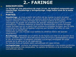 2.- FARINGE2.- FARINGE
1.1. DESCRIPCIÓN:DESCRIPCIÓN:
La faringe es una estructura de unos 14 cm. de longitud compuesta por:La faringe es una estructura de unos 14 cm. de longitud compuesta por:
nasofaringe, bucofaringe y laringofaringe. Llega hasta nivel de la sextanasofaringe, bucofaringe y laringofaringe. Llega hasta nivel de la sexta
cervicalcervical..
2.2. PARTES:PARTES:
 NasofaringeNasofaringe: se inicia a partir del orificio de las coanas (a partir de estos: se inicia a partir del orificio de las coanas (a partir de estos
orificios delimitados por hueso ya estamos dentro de la cavidad nasal). En suorificios delimitados por hueso ya estamos dentro de la cavidad nasal). En su
interior contiene el orificio faringeo de la trompa auditiva de Eustaquiointerior contiene el orificio faringeo de la trompa auditiva de Eustaquio
(encargada de igualar las presiones del aparato estatoacústico con la presión(encargada de igualar las presiones del aparato estatoacústico con la presión
atmosférica). También hallamos la Fosita de Rossenmüller o receso faríngeo,atmosférica). También hallamos la Fosita de Rossenmüller o receso faríngeo,
rodete faríngeo que en su parte final contiene la amígdala faríngea, que no deberodete faríngeo que en su parte final contiene la amígdala faríngea, que no debe
confundirse con las dos amígdalas tubáricas que también se hallan en esteconfundirse con las dos amígdalas tubáricas que también se hallan en este
espacio de la nasofaringe.espacio de la nasofaringe.
Compuesto por una mucosa cuyo epitelio es cilíndrico (típico del aparatoCompuesto por una mucosa cuyo epitelio es cilíndrico (típico del aparato
respiratorio).respiratorio).
 BucofaringeBucofaringe: delimitado por el istmo de las fauces (ya visto en la sección de la: delimitado por el istmo de las fauces (ya visto en la sección de la
boca). También destacar otra estructura como es el surco glosoepiglótico (entreboca). También destacar otra estructura como es el surco glosoepiglótico (entre
la raíz de la lengua y la epiglotis (entrada a la laringe) encargado de evitarla raíz de la lengua y la epiglotis (entrada a la laringe) encargado de evitar
entrada de la saliva en la vía respiratoria).entrada de la saliva en la vía respiratoria).
Su mucosa tiene un epitelio plano estratificado sin capa córnea.Su mucosa tiene un epitelio plano estratificado sin capa córnea.
 LaringofaringeLaringofaringe: contiene los pliegues aritenoepiglóticos y los recesos piriformes: contiene los pliegues aritenoepiglóticos y los recesos piriformes
como estructuras más destacables. Su epitelio es idéntico al de la bucofaringecomo estructuras más destacables. Su epitelio es idéntico al de la bucofaringe
(estratificado plano).(estratificado plano).
 