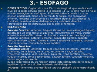 3.- ESOFAGO3.- ESOFAGO
1.1. DESCRIPCIÓN:DESCRIPCIÓN: Órgano de unos 25 cm de longitud, que va desde elÓrgano de unos 25 cm de longitud, que va desde el
nivel de la sexta cervical hasta la la torácica 11-12. A este nivel se hallanivel de la sexta cervical hasta la la torácica 11-12. A este nivel se halla
el hiato esofágico del diafragma. Entonces todavía queda 1 cm deel hiato esofágico del diafragma. Entonces todavía queda 1 cm de
porción abdominal. Tiene una forma de S itálica, con concavidadporción abdominal. Tiene una forma de S itálica, con concavidad
anterior. Presenta a lo largo de su recorrido algunas estrecheces: laanterior. Presenta a lo largo de su recorrido algunas estrecheces: la
cricoidea, cayado aórtico, diafragmática y subclavia derechacricoidea, cayado aórtico, diafragmática y subclavia derecha
(provocadas por las estructuras que le dan el nombre).(provocadas por las estructuras que le dan el nombre).
2.2. RELACIONES:RELACIONES:
 PorciónPorción CCervicalervical:: Anterior: tráquea (fibras de unión esófago-tráquea),Anterior: tráquea (fibras de unión esófago-tráquea),
desplazado un poco hacia la izquierda. Recurrentes del vago, troncodesplazado un poco hacia la izquierda. Recurrentes del vago, tronco
arterial braquiocefálico derecho. Posterior: espacio retroesofágico yarterial braquiocefálico derecho. Posterior: espacio retroesofágico y
columna vertebral. Lateral: Derecha: cúpula del pulmón, paquetecolumna vertebral. Lateral: Derecha: cúpula del pulmón, paquete
vasculonervioso cuello, Izquierda: arteria subclavia izquierda, paquetevasculonervioso cuello, Izquierda: arteria subclavia izquierda, paquete
vasculonervioso, conducto torácico linfático.vasculonervioso, conducto torácico linfático.
 PorciónPorción TTorácicaorácica::
RetrotraquealesRetrotraqueales: Anterior: tráquea (músculos anulares). Derecha:: Anterior: tráquea (músculos anulares). Derecha:
pulmones, vena ácigos, vena cava, recurrente y vago derecho.pulmones, vena ácigos, vena cava, recurrente y vago derecho.
Izquierda: pulmón, vena subclavia izquierda, vena carótida izquierda,Izquierda: pulmón, vena subclavia izquierda, vena carótida izquierda,
yugular interna, aorta descendente, cayado aórtico, conducto torácico,yugular interna, aorta descendente, cayado aórtico, conducto torácico,
nervio vago y recurrente.nervio vago y recurrente.
puede llegar hasta él. Su relación dorsal está compuesta por el lóbulopuede llegar hasta él. Su relación dorsal está compuesta por el lóbulo
hepático izquierdo y el pilar izquierdo del diafragma.hepático izquierdo y el pilar izquierdo del diafragma.
MucosaMucosa: tiene tres: una esofágica torácica (epitelio plano estratificado: tiene tres: una esofágica torácica (epitelio plano estratificado
do.do.
 