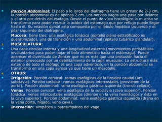  PorciónPorción AAbdominalbdominal:: El paso a lo largo del diafragma tiene un grosor de 2-3 cm,El paso a lo largo del diafragma tiene un grosor de 2-3 cm,
la porción abdominal es de apenas 2 cm. Los nervios vagos una pasa por delantela porción abdominal es de apenas 2 cm. Los nervios vagos una pasa por delante
y el otro por detrás del esófago. Desde el punto de vista histológico la mucosa sey el otro por detrás del esófago. Desde el punto de vista histológico la mucosa se
transforma para poder resistir la acidez del estómago que por reflujo puede llegartransforma para poder resistir la acidez del estómago que por reflujo puede llegar
hasta él. Su relación dorsal está compuesta por el lóbulo hepático izquierdo y elhasta él. Su relación dorsal está compuesta por el lóbulo hepático izquierdo y el
pilar izquierdo del diafragma.pilar izquierdo del diafragma.
MucosaMucosa: tiene tres: una esofágica torácica (epitelio plano estratificado no: tiene tres: una esofágica torácica (epitelio plano estratificado no
queratinizado), una de transición y una abdominal (epitelio tubárico glandular).queratinizado), una de transición y una abdominal (epitelio tubárico glandular).
3.3. MUSCULATURA:MUSCULATURA:
 Una capa circular interna y una longitudinal externa (movimientos peristálticosUna capa circular interna y una longitudinal externa (movimientos peristálticos
involuntarios para poder bajar el bolo alimenticio hacia el estómago). Puedeinvoluntarios para poder bajar el bolo alimenticio hacia el estómago). Puede
aparecer el divertículo de Zenker que no es más que una protusión hacia elaparecer el divertículo de Zenker que no es más que una protusión hacia el
exterior provocado por un debilitamiento de la capa muscular. La estructura másexterior provocado por un debilitamiento de la capa muscular. La estructura más
externa de todo el esófago es una capa adventicia, en la porción abdominal seexterna de todo el esófago es una capa adventicia, en la porción abdominal se
transforma en una capa serosa ya que tiene un mesotelio.transforma en una capa serosa ya que tiene un mesotelio.
4.4. OTROS:OTROS:
 IrrigaciónIrrigación: Porción cervical: ramas esofágicas de la tiroidea caudal (art.: Porción cervical: ramas esofágicas de la tiroidea caudal (art.
subclavia). Porción torácica: ramas esofágicas intercostales (provienen de lasubclavia). Porción torácica: ramas esofágicas intercostales (provienen de la
aorta). Porción abdominal: rama esofágica gástrica izquierda (tronco celíaco).aorta). Porción abdominal: rama esofágica gástrica izquierda (tronco celíaco).
 VenasVenas: Porción cervical: vena esofágica de la subclavia (cava superior). Porción: Porción cervical: vena esofágica de la subclavia (cava superior). Porción
torácica: venas intercostales esofágicas (drenan en la vena hemiácigos y ésta entorácica: venas intercostales esofágicas (drenan en la vena hemiácigos y ésta en
la cava superior). Porción abdominal: vena esofágica gástrica izquierda (drena enla cava superior). Porción abdominal: vena esofágica gástrica izquierda (drena en
la vena porta, hígado, vena cava).la vena porta, hígado, vena cava).
 InervaciónInervación: simpática y parasimpático del vago.: simpática y parasimpático del vago.
 