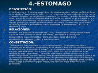 4.-ESTOMAGO4.-ESTOMAGO
1.1. DESCRIPCIÓN:DESCRIPCIÓN:
El estómago es un órgano de unos 25 cm. de longitud desde el esfínter esofágico inferiorEl estómago es un órgano de unos 25 cm. de longitud desde el esfínter esofágico inferior
hasta el píloro.Tiene forma de judía, con dos curvaturas, la mayor o izquierda y la menorhasta el píloro.Tiene forma de judía, con dos curvaturas, la mayor o izquierda y la menor
o derecha. Presenta dos escotaduras, la cardiaca (en la parte craneal) y la angular (en lao derecha. Presenta dos escotaduras, la cardiaca (en la parte craneal) y la angular (en la
parte caudal).Se divide morfológicamente en tres partes: el cuerpo, el antro pilórico y elparte caudal).Se divide morfológicamente en tres partes: el cuerpo, el antro pilórico y el
canal pilórico. Además en la parte craneal del cuerpo encontramos el fundus gastricus ocanal pilórico. Además en la parte craneal del cuerpo encontramos el fundus gastricus o
cámara gástrica (en las radiografías se puede ver ya que contiene aire).Es un órganocámara gástrica (en las radiografías se puede ver ya que contiene aire).Es un órgano
infradiafragmático, supramesocólico e intraperitoneal. Puede contener 1500 ml deinfradiafragmático, supramesocólico e intraperitoneal. Puede contener 1500 ml de
alimentos y jugosalimentos y jugos
2.2. RELACIONES:RELACIONES:
 PosteriorPosterior: transcavidad de los epiplones, bazo, riñón izquierdo, glándula suprarrenal: transcavidad de los epiplones, bazo, riñón izquierdo, glándula suprarrenal
izquierda, aorta abdominal, vena cava inferior, lóbulo derecho del hígado.izquierda, aorta abdominal, vena cava inferior, lóbulo derecho del hígado.
 VentralVentral: lóbulo izquierdo hepático, diafragma, bazo, pared abdominal.: lóbulo izquierdo hepático, diafragma, bazo, pared abdominal.
 PosteroinferiorPosteroinferior: páncreas (cuello) y marco duodenal.: páncreas (cuello) y marco duodenal.
3.3. CONSTITUCIÓN:CONSTITUCIÓN:
Tiene una mucosa compuesta por un epitelio glandular. Esta capa experimentaTiene una mucosa compuesta por un epitelio glandular. Esta capa experimenta
micropliegues en el cuerpo y macropliegues en el píloro. Este epitelio contiene glándulas,micropliegues en el cuerpo y macropliegues en el píloro. Este epitelio contiene glándulas,
en el cardias son de secreción ácida (HCl), en el cuerpo se llaman propias y en el píloroen el cardias son de secreción ácida (HCl), en el cuerpo se llaman propias y en el píloro
son principalmente endocrinas.A continuación viene una capa muscular con fibrasson principalmente endocrinas.A continuación viene una capa muscular con fibras
obliguas de paso largo o corto. Tres capas: una interna oblicua, una circular y unaobliguas de paso largo o corto. Tres capas: una interna oblicua, una circular y una
externa longitudinal. Por fuera encontramos el peritoneo visceral y después el parietal.Elexterna longitudinal. Por fuera encontramos el peritoneo visceral y después el parietal.El
ligamento gastrohepático o epiplón menor y el gastroesplénico (en la curvatura mayor)ligamento gastrohepático o epiplón menor y el gastroesplénico (en la curvatura mayor)
son mesos de unión por donde llegan los vasos sanguíneos al estómago.De la curvaturason mesos de unión por donde llegan los vasos sanguíneos al estómago.De la curvatura
mayor cuelga el delantal o epiplón mayor, que tiene dos hojas anteriores y dosmayor cuelga el delantal o epiplón mayor, que tiene dos hojas anteriores y dos
posteriores.posteriores.
 