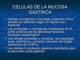 CELULAS DE LA MUCOSACELULAS DE LA MUCOSA
GASTRICAGASTRICA
 Células mucigenas o mucosas, producen mocoCélulas mucigenas o mucosas, producen moco
soluble por estimulo vagal, en reposo sonsoluble por estimulo vagal, en reposo son
inactivasinactivas
 Las principales o cimógenas, localizadas en laLas principales o cimógenas, localizadas en la
parte profunda de las glándulas fúndicas,parte profunda de las glándulas fúndicas,
producen pepsinogeno.producen pepsinogeno.
 Las células parietales u oxinticas, que segreganLas células parietales u oxinticas, que segregan
acido clorhídrico y el factor intrínsico de Castleacido clorhídrico y el factor intrínsico de Castle
(absorción de vit B12)(absorción de vit B12)
 Las células G producen gastrina importante paraLas células G producen gastrina importante para
la secreción acida gástricala secreción acida gástrica
 