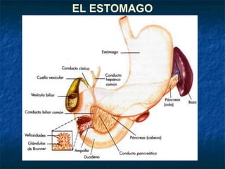 EL ESTOMAGO
 