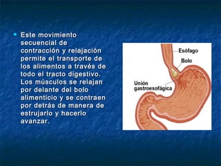  Este movimientoEste movimiento
secuencial desecuencial de
contracción y relajacióncontracción y relajación
permite el transporte depermite el transporte de
los alimentos a través delos alimentos a través de
todo el tracto digestivo.todo el tracto digestivo.
Los músculos se relajanLos músculos se relajan
por delante del bolopor delante del bolo
alimenticio y se contraenalimenticio y se contraen
por detrás de manera depor detrás de manera de
estrujarlo y hacerloestrujarlo y hacerlo
avanzar.avanzar.
 