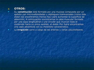 2.2. OTROS:OTROS:
 SuSu constituciónconstitución está formada por una mucosa compuesta por unestá formada por una mucosa compuesta por un
epitelio con microvellosidades y repliegues transversales (como másepitelio con microvellosidades y repliegues transversales (como más
distal nos encontramos menos hay) para aumentar la superficie dedistal nos encontramos menos hay) para aumentar la superficie de
absorción. A continuación encontramos la capa muscular formadaabsorción. A continuación encontramos la capa muscular formada
por una capa longitudinal y una circular que mueven todo elpor una capa longitudinal y una circular que mueven todo el
contenido hacia un único sentido, el distal. Por fuera encontramoscontenido hacia un único sentido, el distal. Por fuera encontramos
una capa adventicia con su mesotelio característico.una capa adventicia con su mesotelio característico.
 LaLa irrigaciónirrigación corre a cargo de las arterias y venas yeyunoileares.corre a cargo de las arterias y venas yeyunoileares.
 