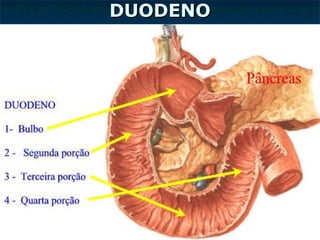 DUODENODUODENO
 