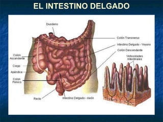 EL INTESTINO DELGADO
 