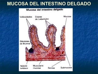 MUCOSA DEL INTESTINO DELGADO
 