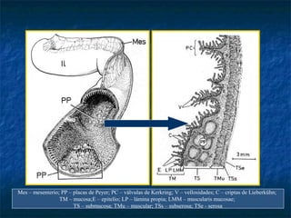 Mes – mesenterio; PP – placas de Peyer; PC – válvulas de Kerkring; V – vellosidades; C – criptas de Lieberkühn;
TM – mucosa;E – epitelio; LP – lámina propia; LMM – muscularis mucosae;
TS – submucosa; TMu – muscular; TSs – subserosa; TSe - serosa
 