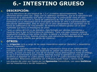 6.- INTESTINO GRUESO6.- INTESTINO GRUESO
1.1. DESCRIPCIÓN:DESCRIPCIÓN:
Es una estructura de una longitud de 1,2 a 1,4 metros aproximadamente. TieneEs una estructura de una longitud de 1,2 a 1,4 metros aproximadamente. Tiene
diferentes partes como son: ciego (con su apéndice vermiforme, que es la estructura quediferentes partes como son: ciego (con su apéndice vermiforme, que es la estructura que
se extirpa en la apendicitis) que tiene un mesociego. A continuación viene el colonse extirpa en la apendicitis) que tiene un mesociego. A continuación viene el colon
ascendente (derecho) con su fascia de coalescencia de Told. A continuación el colonascendente (derecho) con su fascia de coalescencia de Told. A continuación el colon
transverso con su mesocolon (es el encargado de dividir en infra o supramesocólico lastransverso con su mesocolon (es el encargado de dividir en infra o supramesocólico las
estructuras abdominales). Este se sigue con el colon descendente (es izquierdo) con suestructuras abdominales). Este se sigue con el colon descendente (es izquierdo) con su
fascia de coalescencia de Told también. Se termina el intestino grueso con el colonfascia de coalescencia de Told también. Se termina el intestino grueso con el colon
sigmoideo que tiene un mesosigma de unión.sigmoideo que tiene un mesosigma de unión.
 Tiene un calibre de 6-8 cm de diámetro. Está formado por válvulas conniventes yTiene un calibre de 6-8 cm de diámetro. Está formado por válvulas conniventes y
haustras (que le dan la forma típica de ondulado). Tiene una capa muscular externahaustras (que le dan la forma típica de ondulado). Tiene una capa muscular externa
longitudinal dividida en tres tenias (la libre, la lateral y la media), aunque en el sigmalongitudinal dividida en tres tenias (la libre, la lateral y la media), aunque en el sigma
sólo se conserva la libre. Además presenta unas estructuras llamadas apéndicessólo se conserva la libre. Además presenta unas estructuras llamadas apéndices
epiploicos (tejido amarillo que pende del intestino).epiploicos (tejido amarillo que pende del intestino).
2.2. OTROS:OTROS:
 SuSu irrigaciónirrigación corre a cargo de los vasos mesentérico superior (derecho) y mesentéricocorre a cargo de los vasos mesentérico superior (derecho) y mesentérico
inferior (izquierdo).inferior (izquierdo).
 Respecto a la apéndice vermiforme, dada su importancia clínica al ser habitualmenteRespecto a la apéndice vermiforme, dada su importancia clínica al ser habitualmente
extirpada cuando se inflama, para localizarla se utilizan dos técnicas: 1) Punto de Mc.extirpada cuando se inflama, para localizarla se utilizan dos técnicas: 1) Punto de Mc.
Burney, se traza una línia que vaya de las espinas ilíacas anterosuperior hasta el ombligo,Burney, se traza una línia que vaya de las espinas ilíacas anterosuperior hasta el ombligo,
en los 2/3 encontramos el punto donde debemos buscar la apéndice 2) Línea de Lanz:en los 2/3 encontramos el punto donde debemos buscar la apéndice 2) Línea de Lanz:
dividimos el abdomen en cuatro partes, entre el 1r y 2º cuadro derechos hay el vérticedividimos el abdomen en cuatro partes, entre el 1r y 2º cuadro derechos hay el vértice
del apéndice. Relaciones posteriores son el Músculo psoas mayor y nervio crural.del apéndice. Relaciones posteriores son el Músculo psoas mayor y nervio crural.
 Los ángulos del colon son fijados por losLos ángulos del colon son fijados por los ligamentosligamentos frenocólicos. Los vasosfrenocólicos. Los vasos limfáticoslimfáticos
son los mesentéricos y los del mesenterio.son los mesentéricos y los del mesenterio.
 