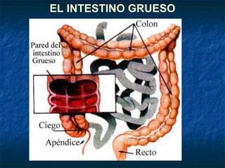 EL INTESTINO GRUESO
 