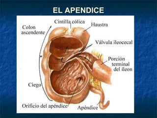 EL APENDICE
 