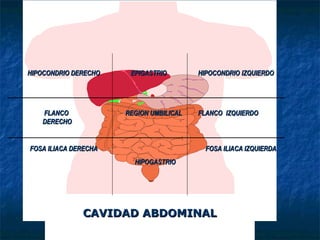 CAVIDAD ABDOMINALCAVIDAD ABDOMINAL
HIPOCONDRIO DERECHOHIPOCONDRIO DERECHO HIPOCONDRIOHIPOCONDRIO IZQUIERDOIZQUIERDOEPIGASTRIOEPIGASTRIO
FLANCOFLANCO
DERECHODERECHO
REGION UMBILICALREGION UMBILICAL FLANCOFLANCO IZQUIERDOIZQUIERDO
FOSA ILIACA DERECHAFOSA ILIACA DERECHA FOSA ILIACA IZQUIERDAFOSA ILIACA IZQUIERDA
HIPOGASTRIOHIPOGASTRIO
 