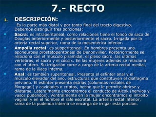 7.- RECTO7.- RECTO
1.1. DESCRIPCIÓN:DESCRIPCIÓN:
Es la parte más distal y por tanto final del tracto digestivo.Es la parte más distal y por tanto final del tracto digestivo.
Debemos distinguir tres porciones:Debemos distinguir tres porciones:
 SacraSacra: es intraperitoneal, como relaciones tiene el fondo de saco de: es intraperitoneal, como relaciones tiene el fondo de saco de
Douglas anteriormente y posteriormente el sacro. Irrigada por laDouglas anteriormente y posteriormente el sacro. Irrigada por la
arteria rectal superior, rama de la mesentérica inferior.arteria rectal superior, rama de la mesentérica inferior.
 Ampolla rectalAmpolla rectal: es subperitoneal. En hombres presenta una: es subperitoneal. En hombres presenta una
aponeurosis prostatoperitoneal de Denonvillier. Posteriormente seaponeurosis prostatoperitoneal de Denonvillier. Posteriormente se
relaciona con el músculo piramidal, el plexo sacro, las últimasrelaciona con el músculo piramidal, el plexo sacro, las últimas
vértebras, el sacro y el cóccix. En las mujeres además se relacionavértebras, el sacro y el cóccix. En las mujeres además se relaciona
con el útero. Su irrigación corre a cargo de la arteria rectal medial,con el útero. Su irrigación corre a cargo de la arteria rectal medial,
rama de la ilíaca interna.rama de la ilíaca interna.
 AnalAnal: es también superitoneal. Presenta el esfínter anal y el: es también superitoneal. Presenta el esfínter anal y el
músculo elevador del ano, estructuras que constituyen el diafragmamúsculo elevador del ano, estructuras que constituyen el diafragma
pelviano. El esfínter presenta estrías (columnas rectales depelviano. El esfínter presenta estrías (columnas rectales de
Morgagni) y cavidades o criptas, hecho que le permite abrirse yMorgagni) y cavidades o criptas, hecho que le permite abrirse y
dilatarse. Lateralmente encontramos el conducto de Alcok (nervios ydilatarse. Lateralmente encontramos el conducto de Alcok (nervios y
vasos pudendos). Ventralmente en la mujer encontramos el introitovasos pudendos). Ventralmente en la mujer encontramos el introito
vaginal y en el hombre el rafe escrotal. La arteria rectal inferior,vaginal y en el hombre el rafe escrotal. La arteria rectal inferior,
rama de la pudenda interna se encarga de irrigar esta porción.rama de la pudenda interna se encarga de irrigar esta porción.
 