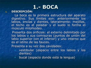 1.- BOCA1.- BOCA
1.1. DESCRIPCIÓN:DESCRIPCIÓN:
La boca es la primera estructura del aparatoLa boca es la primera estructura del aparato
digestivo. Sus límites son: anteriormente losdigestivo. Sus límites son: anteriormente los
labios, encías y dientes, lateralmente: mejillas,labios, encías y dientes, lateralmente: mejillas,
el techo es el paladar y el suelo lo forma elel techo es el paladar y el suelo lo forma el
músculo milohiodeo.músculo milohiodeo.
Presenta dos orificios: el externo delimitado porPresenta dos orificios: el externo delimitado por
los labios y sus comisuras (puntos de unión dellos labios y sus comisuras (puntos de unión del
labio superior con el inferior) y uno interno quelabio superior con el inferior) y uno interno que
es el istmo de las fauces.es el istmo de las fauces.
Presenta a su vez dos cavidades:Presenta a su vez dos cavidades:
• vestibular (espacio entre los labios y losvestibular (espacio entre los labios y los
dientes)dientes)
• bucal (espacio dondebucal (espacio donde estáestá la lenguala lengua))
 