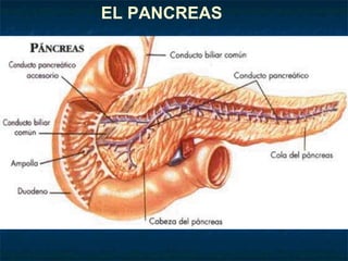 EL PANCREAS
 