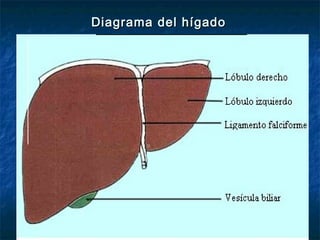 Diagrama del hígadoDiagrama del hígado
 