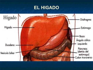 EL HIGADO
 