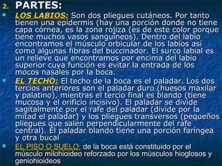 2.2. PARTES:PARTES:
 LOS LABIOS:LOS LABIOS: Son dos pliegues cutáneos. Por tantoSon dos pliegues cutáneos. Por tanto
tienen una epidermis (hay una porción donde no tienetienen una epidermis (hay una porción donde no tiene
capa córnea, es la zona rojiza (es de este color porquecapa córnea, es la zona rojiza (es de este color porque
tiene muchos vasos sanguíneos). Dentro del labiotiene muchos vasos sanguíneos). Dentro del labio
encontramos el músculo orbicular de los labios asíencontramos el músculo orbicular de los labios así
como algunas fibras del buccinador. El surco labial escomo algunas fibras del buccinador. El surco labial es
un relieve que encontramos por encima del labioun relieve que encontramos por encima del labio
superior cuya función es evitar la entrada de lossuperior cuya función es evitar la entrada de los
mocos nasales por la boca.mocos nasales por la boca.
 EL TECHO:EL TECHO: EEl techo de la boca es el paladar. Los dosl techo de la boca es el paladar. Los dos
tercios anteriores son el paladar duro (huesos maxilartercios anteriores son el paladar duro (huesos maxilar
y palatino), mientras el tercio final es blando (tieney palatino), mientras el tercio final es blando (tiene
mucosa y el orificio incisivo). El paladar se dividemucosa y el orificio incisivo). El paladar se divide
sagitalmente por el rafe del paladar (divide por lasagitalmente por el rafe del paladar (divide por la
mitad el paladar) y los pliegues transversos (pequeñosmitad el paladar) y los pliegues transversos (pequeños
pliegues que salen perpendicularmente del rafepliegues que salen perpendicularmente del rafe
central). El paladar blando tiene una porción faríngeacentral). El paladar blando tiene una porción faríngea
y otra bucaly otra bucal
 EL PISO O SUELO:EL PISO O SUELO: de la boca está constituido por elde la boca está constituido por el
músculo milohioideo reforzado por los músculos hioglosos ymúsculo milohioideo reforzado por los músculos hioglosos y
geniohioideosgeniohioideos
 