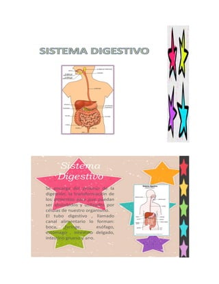 Sistema Digestivo  Doc