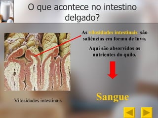 O que acontece no intestino delgado? Vilosidades intestinais As  vilosidades intestinais   são saliências em forma de luva. Aqui são absorvidos os nutrientes do quilo. Sangue 