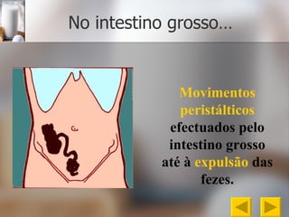 No intestino grosso… Movimentos peristálticos  efectuados pelo intestino grosso até à  expulsão  das fezes. 