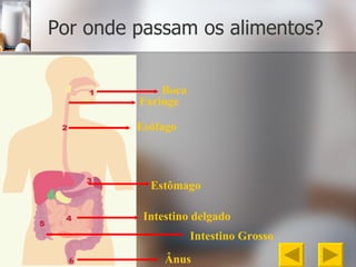 Por onde passam os alimentos? 6 Boca Esófago Estômago Intestino delgado Intestino Grosso Ânus Faringe 