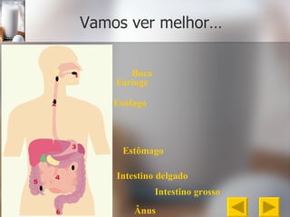 Vamos ver melhor… 6 Boca Esófago Estômago Intestino   delgado Intestino   grosso Ânus Faringe 