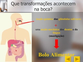 Que transformações acontecem na boca? Acção química   das   glândulas salivares + uma   acção mecânica   dos   dentes   e da   língua (mastigação) Bolo Alimentar 