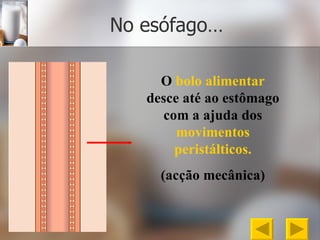 No esófago… O  bolo alimentar  desce até ao estômago com a ajuda dos  movimentos peristálticos. (acção mecânica) 