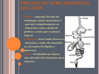 ÓRGÃOS DO TUBO DIGESTIVO DAS AVES Moela  – segunda divisão do  estômago, muito musculosa e que mói completamente os alimentos, com a ajuda de  pedras e areia que o animal  ingere;  Intestino  – local onde decorre a absorção e onde são lançadas  as secreções do fígado e  pâncreas;  Ânus  – localizado na cloaca,  não abrindo directamente para o  exterior.  