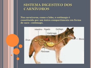 SISTEMA DIGESTIVO DOS CARNÍVOROS Nos  carnívoros , como o lobo, o estômago é constituído por um único compartimento em forma de saco - estômago. 