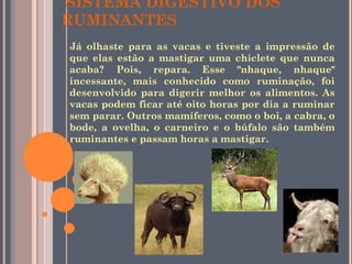 SISTEMA DIGESTIVO DOS RUMINANTES Já olhaste para as vacas e tiveste a impressão de que elas estão a mastigar uma chiclete que nunca acaba? Pois, repara. Esse "nhaque, nhaque" incessante, mais conhecido como ruminação, foi desenvolvido para digerir melhor os alimentos. As vacas podem ficar até oito horas por dia a ruminar sem parar. Outros mamíferos, como o boi, a cabra, o bode, a ovelha, o carneiro e o búfalo são também ruminantes e passam horas a mastigar.  