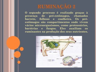 RUMINAÇÃO 2 O segundo processo é realizado graças à presença de pré-estômagos, chamados barrete, folhoso e coalheira. Os pré-estômagos são compartimentos onde vivem vários microorganismos, como protozoários, bactérias e fungos. Eles auxiliam os ruminantes na produção dos seus nutrientes.  